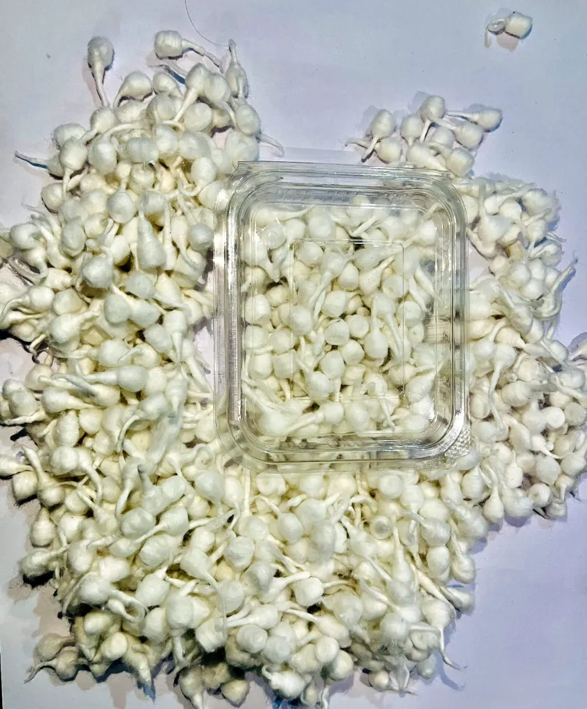 1000 Pcs. Long Cotton Wicks.